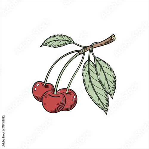 Hand drawn illustration of ripe red cherries on a branch with green leaves