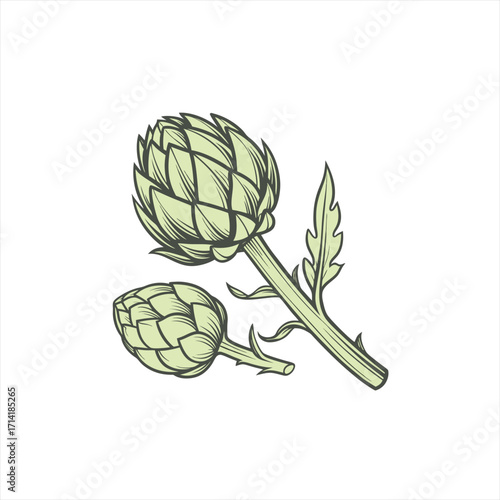 Artichoke illustration with leaves and stem on white background