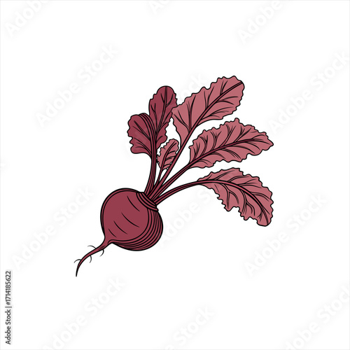 Illustration of a single fresh beet with vibrant green leaves