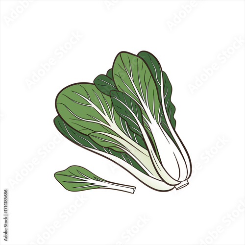 Illustration of fresh bok choy vegetables on a white background