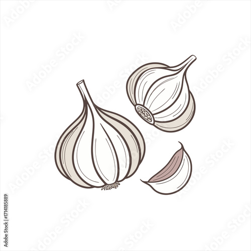 Hand drawn illustration of garlic bulbs and a clove on a white background