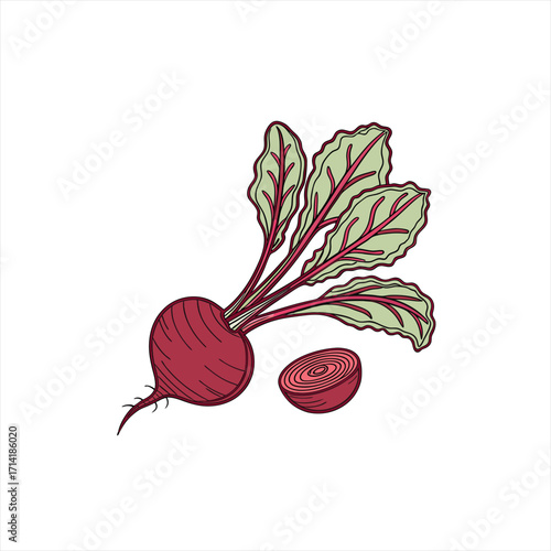 Hand drawn illustration of a whole beet with green leaves and a slice