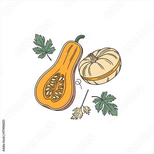 Butternut squash and pumpkin with leaves illustration