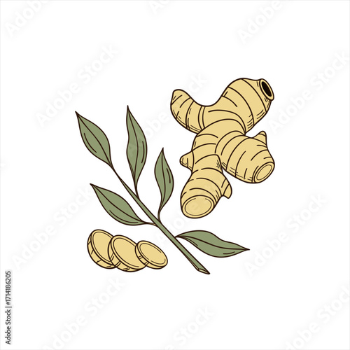 Hand drawn illustration of ginger root with leaves and slices