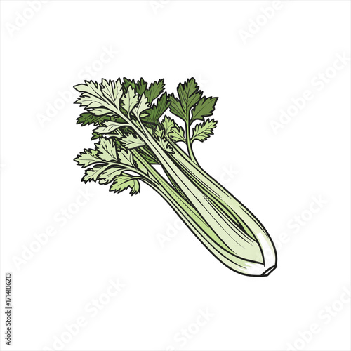 Fresh celery stalks with green leaves isolated on white background