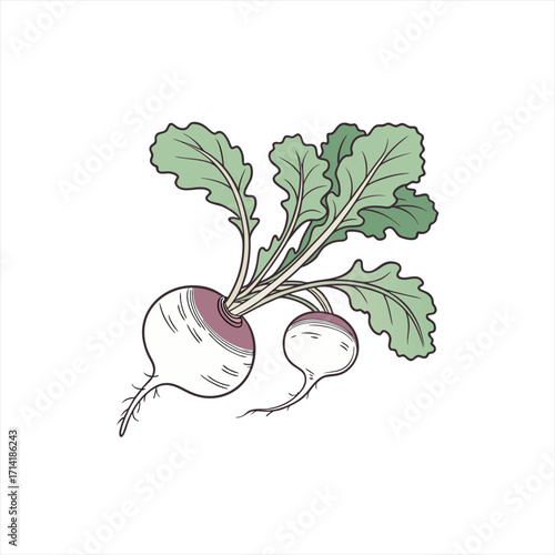 Hand drawn illustration of fresh radishes with green leaves on white background