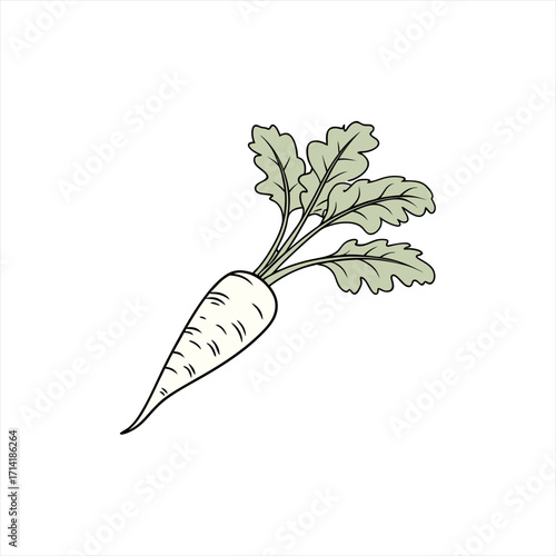 Hand drawn illustration of a white radish with green leaves on a white background