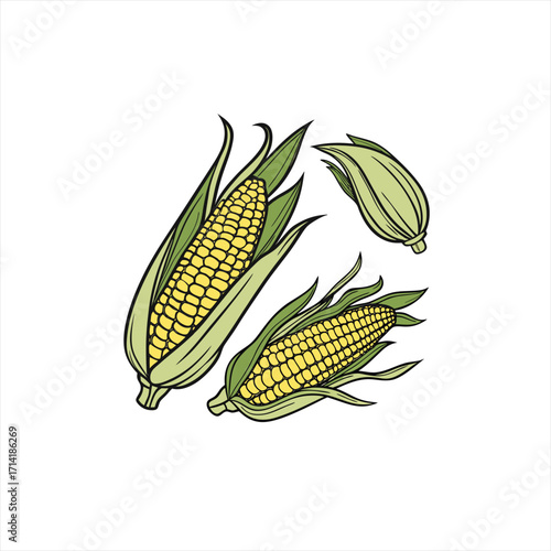 Fresh corn on the cob with green husks and leaves