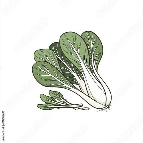 Bok choy vegetable illustration isolated on white background