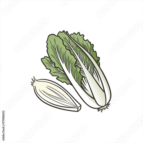 Illustration of a whole napa cabbage and a half napa cabbage cut lengthwise