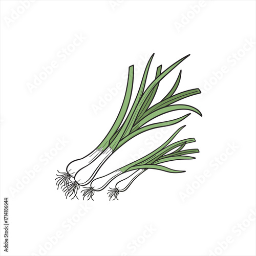 Illustration of a bunch of fresh green onions with roots