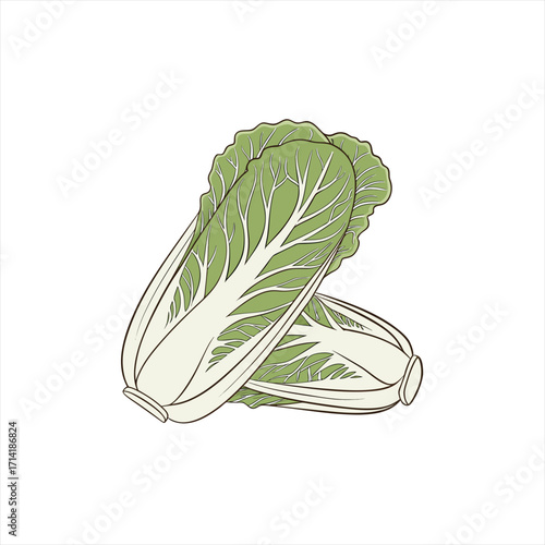 Two fresh napa cabbages isolated on white background