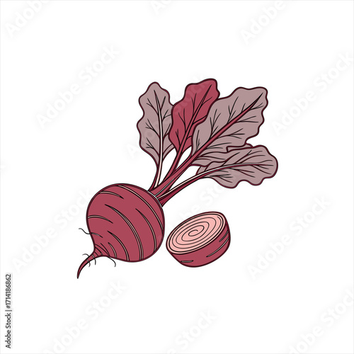Illustration of a whole beetroot and a slice with leaves