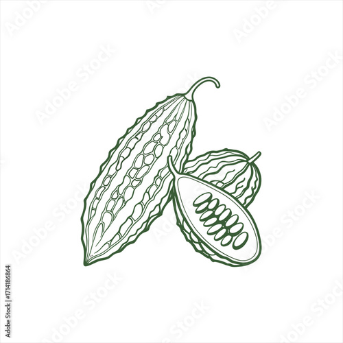 Line art illustration of bitter gourd or bitter melon with a slice showing seeds