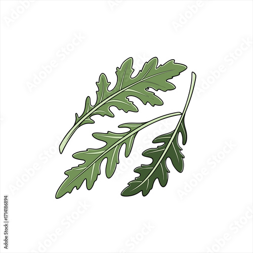 Illustration of three fresh green arugula leaves on a white background