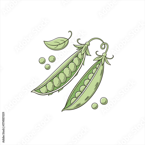 Fresh green peas in pods with leaves and scattered peas illustration
