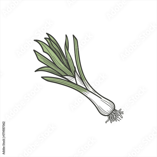 Hand drawn illustration of a single leek on a white background