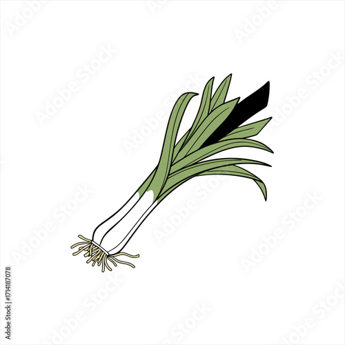 Stylized illustration of a leek with roots and green leaves