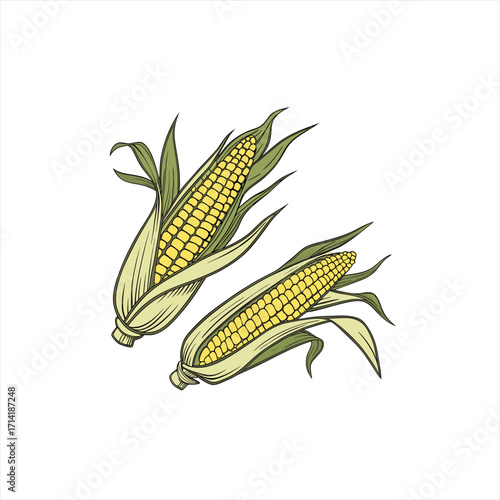 Two ripe ears of corn with green husks and yellow kernels