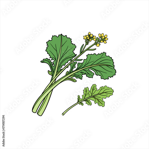 Illustration of a bunch of fresh green mustard greens with yellow flowers