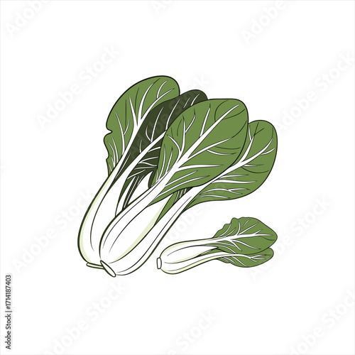 Illustration of fresh bok choy vegetables on a white background
