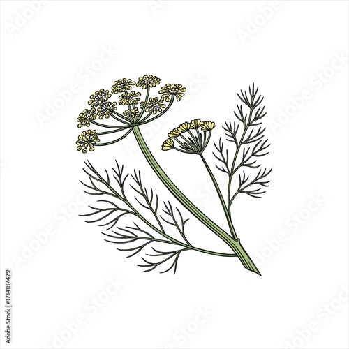 Illustration of a dill plant with feathery leaves and yellow flowers