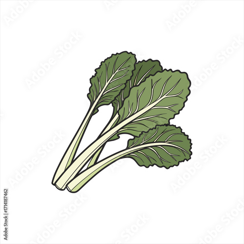 Illustration of fresh green leafy vegetables on a white background