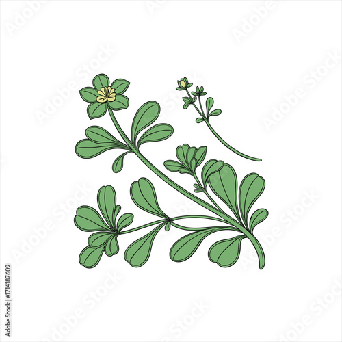Illustration of a green purslane plant with small yellow flowers
