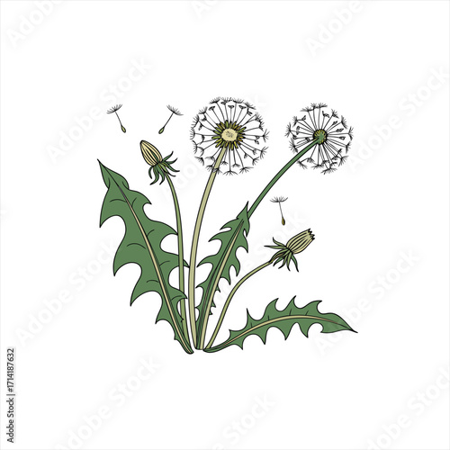 Illustration of dandelions with seed heads and leaves on a white background