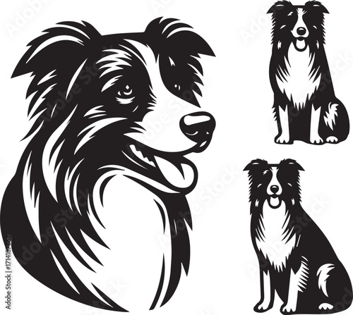 Border Collie Dog Vector Illustration, Black and White Silhouette, Pet Animal Design