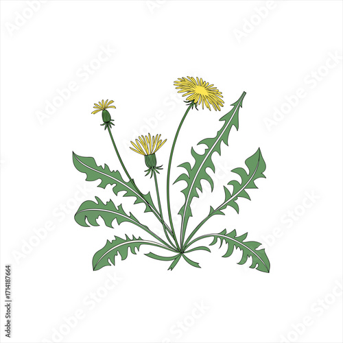 Illustration of dandelions with yellow flowers and green leaves on a white background