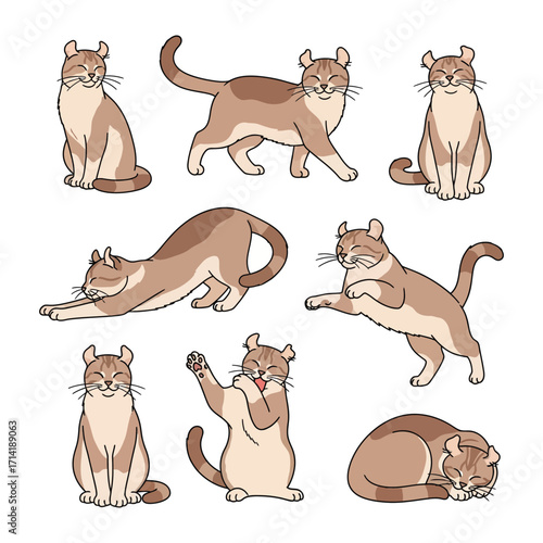 American Curl Cat in Action: Delightful illustrations of an American Curl cat showcasing a range of charming poses and activities.