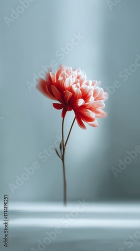 Vibrant Dahlia's Delicate Beauty: A close-up capture showcases the intricate layers of a blooming dahlia, its fiery petals radiating elegance against a soft backdrop.