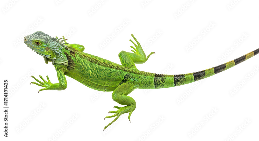 Φωτογραφία Isolated iguana showing scaly skin and striped tail in a reptile studio wildlife