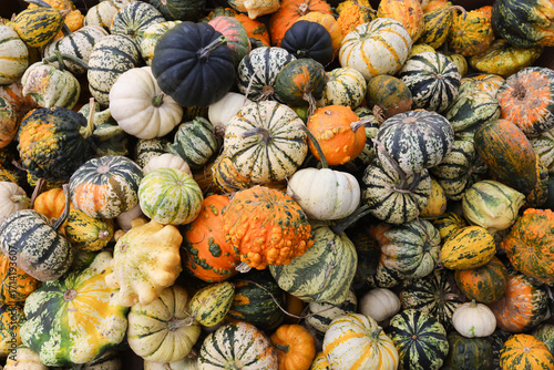 Ripe colorful pumpkin