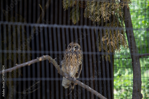 beautiful owl in a cage at the zoo