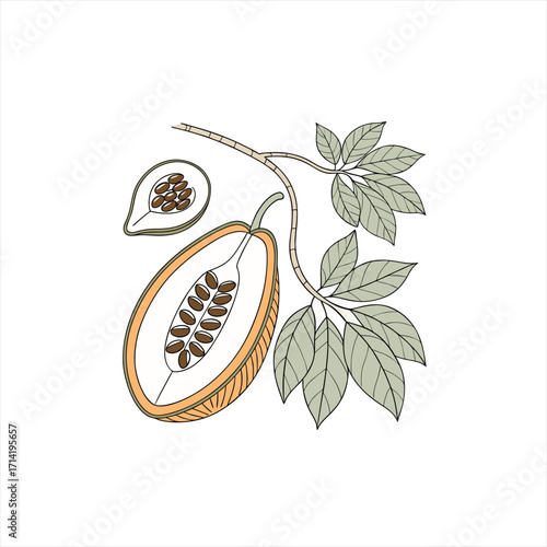 Illustration of a cocoa pod cut in half showing beans and leaves on a branch