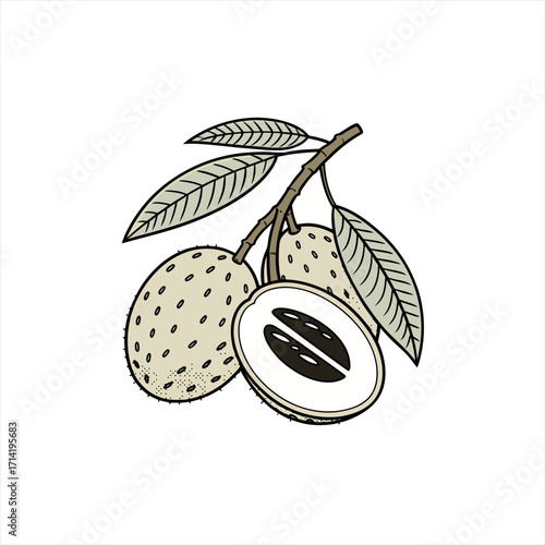 Illustration of sapodilla fruit on a branch with leaves