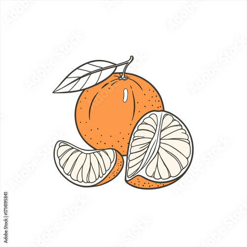 Fresh mandarin orange with leaf and slices illustration