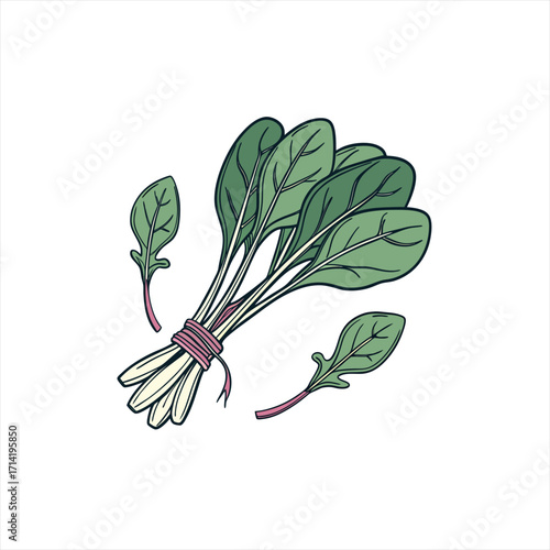 Hand drawn illustration of a bunch of fresh spinach and arugula leaves