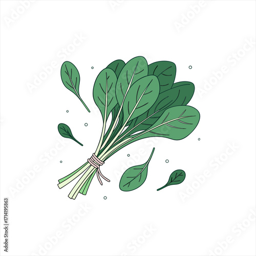 Illustration of a bunch of fresh spinach leaves tied with a ribbon