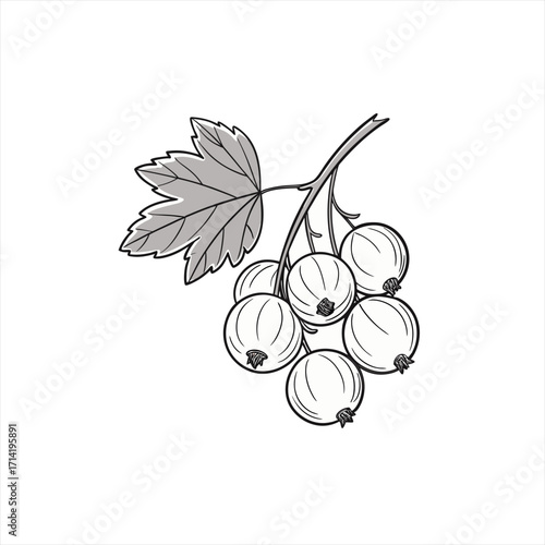 Blackcurrant berries with a leaf on a white background