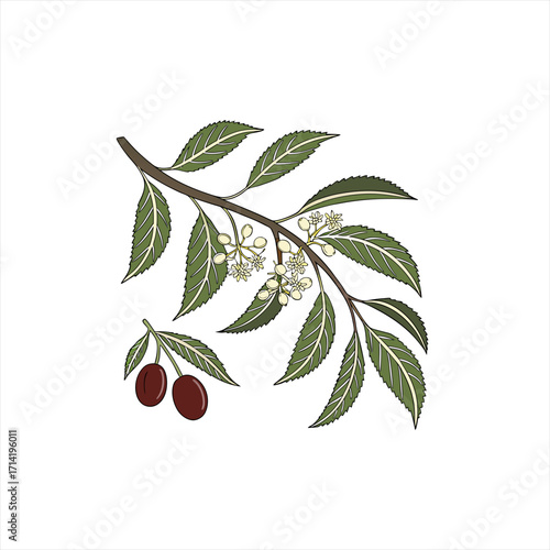 Illustration of a cherry tree branch with leaves blossoms and ripe fruit