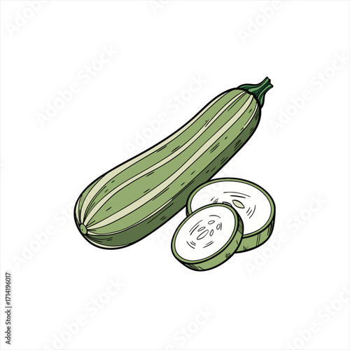 Hand drawn illustration of a whole zucchini and two slices on white background
