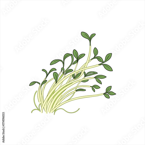 Illustration of fresh green cress sprouts growing on a white background
