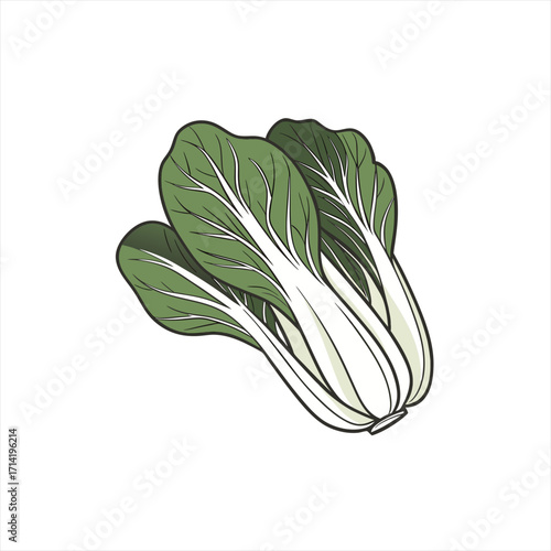 Illustration of fresh bok choy vegetables isolated on white background