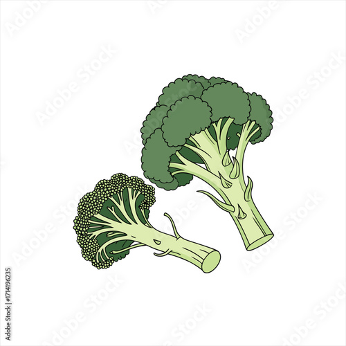 Two fresh broccoli florets isolated on a white background illustration