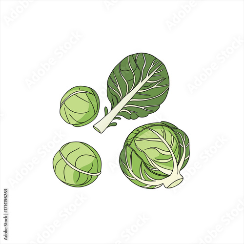 Illustration of three green brussels sprouts and one large leaf on a white background