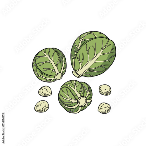 Illustration of fresh brussels sprouts and seeds on a white background