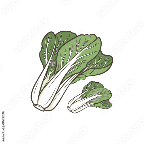 Two fresh bok choy vegetables isolated on white background